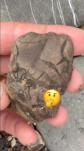 Spot The Fossil Coprolite⁉️#beachfinds#fossilhunter#fossildiscovery