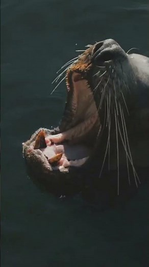 How seals playing together