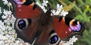 “Mona Lisa effect” applies to animals, too