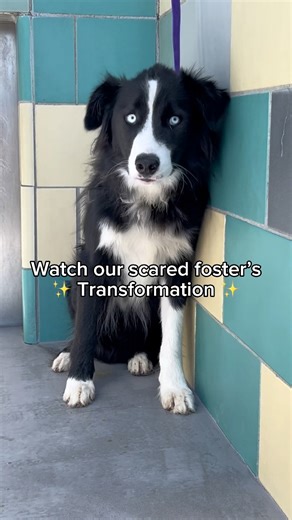 296K views · 12K reactions | Frankie has come so far since he first...