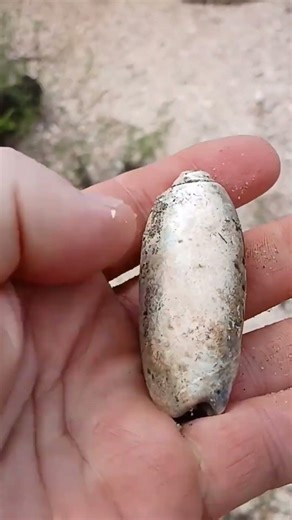 Olive Shell Found