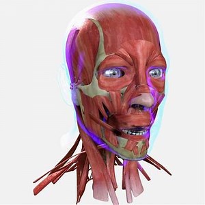 Muscles of the Human Face - 3D Model by dcbittorf
