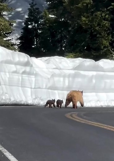 Bud & Casey on TikTok