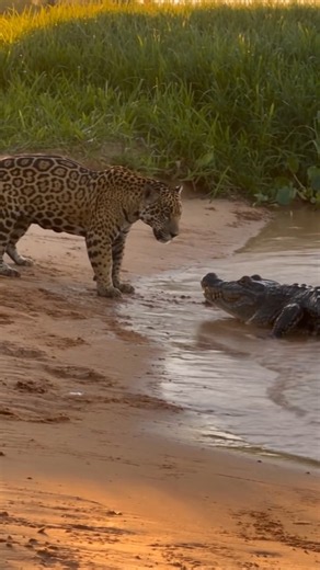 Jaguar vs Black Caiman — The River Predator Clash #animals #wildlife #shorts
