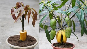 Tips For Growing Bananas And Mangoes At Home | Balcony Garden Ideas