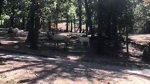 4.6K views · 151 reactions | Here's one for all the outdoorsman! This time of year is the breeding season for the elk which is called Rut. During rut, one dominant bull will take control of the females in the herd to breed. This herd is called a harem. This year our dominant bull elk is a white bull. Listen to his bugle, or mating call. | Lake Tobias Wildlife Park | Facebook