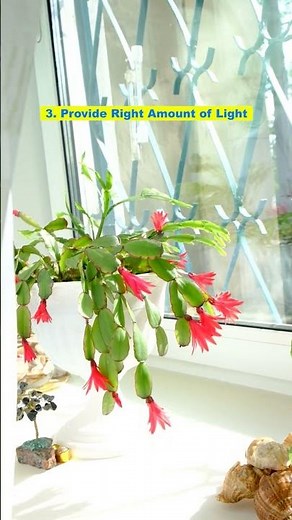 7 Quick Tips on Taking Care of Your Christmas Cactus #christmascactus #shorts #gardening
