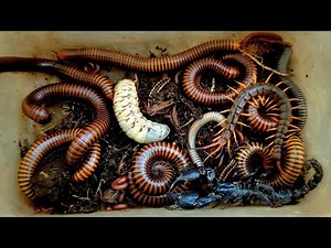 centipede, scorpion, millipede, Worms zone