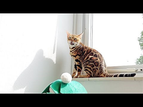 Bengal Cats are Vocal as ever - Chirping and Meows of Happiness