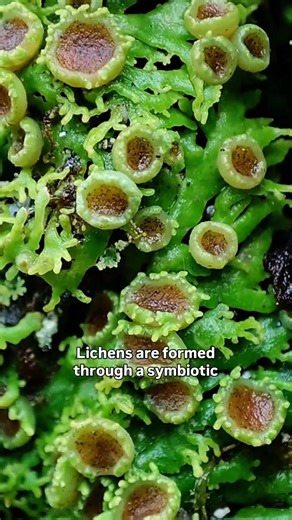Look Closer - The Forest's Secret Partnership #lichen