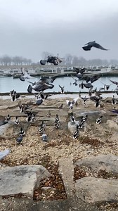 1.3K views · 131 reactions | Golube, moj golube Nosi joj suze mjesto pjesme Ja odlazim, k'o da sam kriv Što voljeh onu koju ne smijem Where I’m from many times in songs you will hear pigeons being mentioned Usually love songs as they represent love in many countries around the world | Chicago Pigeons | Facebook