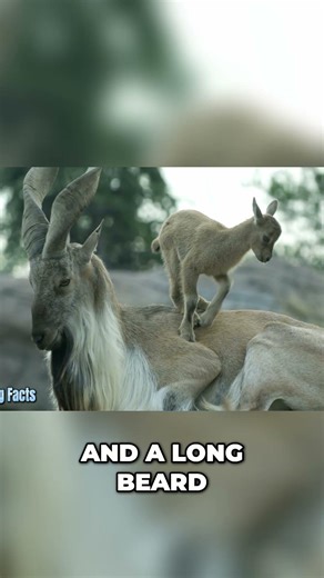 Markhor vs. Mata Mata: Majestic Goat Meets Freaky Turtle #shorts