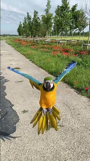 Free flight macaw landing, slow motion, smart parrot, macaw