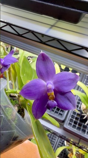 #Phalaenopsis violacea has incredible fragrance & striking violet #flowers! A great #orchid species!