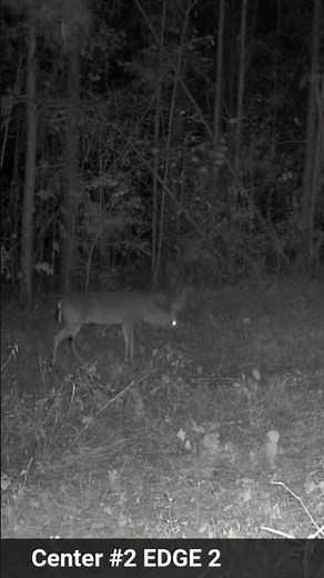 Moultrie cam makes an awful noise #gamecamera #deerhunting #whitetailbucks
