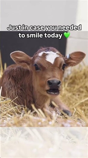 • “Smile Delivered 🥰🐮 #cow #animals #cowlover #viral