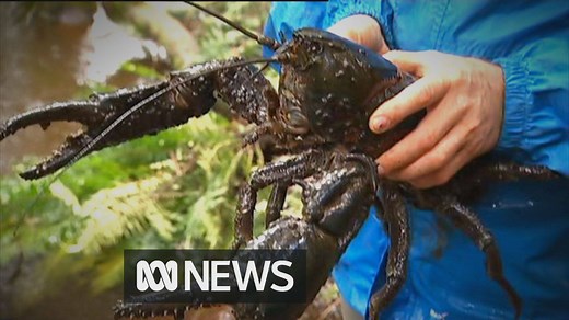 Tasmanian giant freshwater lobster