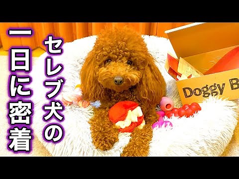 セレブ犬は普段なにして遊んでるの？【トイプードル】【DoggyBox】