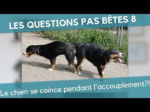 LQPB 8: The dog gets stuck during mating?!