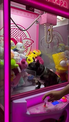 Frenchie gets comfy inside a claw machine 🐶