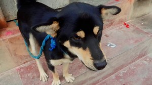 Namaste on happy international dog day ! मलाइ त सधै नमस्ते गर्न कुरेकै हुन्छ । अहिले बाठो भएर स्कुल कलेज केटा केटि सब लाइ बाटोमा नमस्ते गरेर बिस्कुट कमाउछ । तारकेस्वर पुरानो मनमैजु मा बस्छ उ । बाटो हिडने धेरै लाइ रेस्पोन्स गर्छ । Continued feeding on rainy days ! | Nepal Street Dog Management