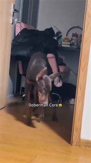 Funny Dobermans: Hilarious Compilation of Goofy Dogs