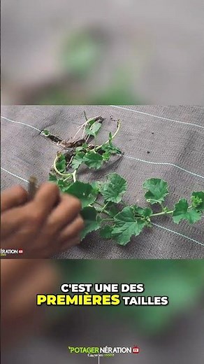 🍈 Pruning Melons: The Easy Method for More Fruit! ☀️🌿