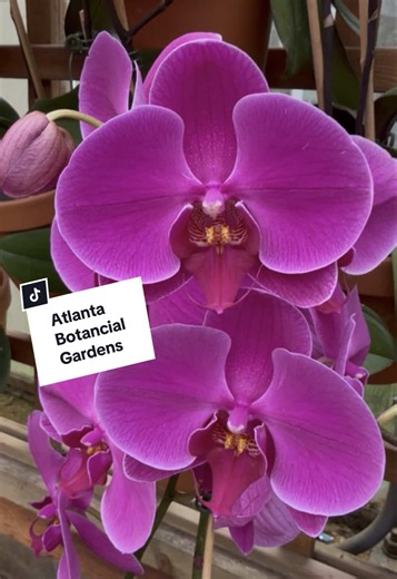 Explore Atlanta Botanical Gardens: A Guide