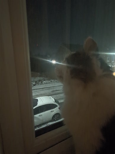 Transforming Lives Through Pet Adoption Stories