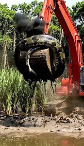 Excavator Lifts Giant Python Snake from Muddy River | Shocking Moment! #excavators #phyton #river