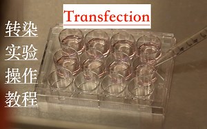 转染实验操作Transfection Tutorial