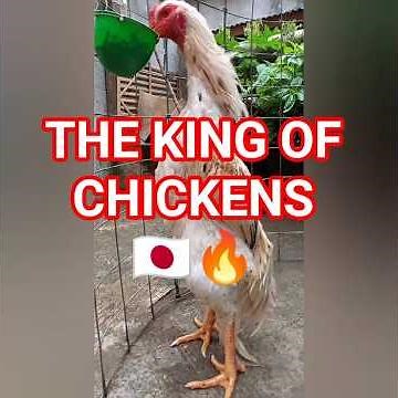 The Ultimate Warrior Chicken of Japan 🇯🇵🐔 | Shamo Breed Explained