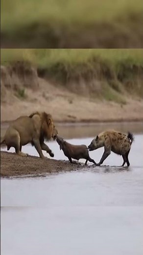 Lion and Hyena Clash Over a Warthog in a Tense Battle