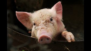 Duke Energy ties pig poop gas to lines for power plants