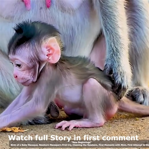 💔 Hungry Baby Monkey Begs Mom Sara for Milk — Heartwarming Moment Between Mother and Baby. Watch full Story in first comment | Cute monkey family