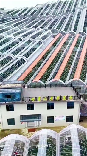 Inside China's Massive Mountain Greenhouse Complex! 🏔️🌱