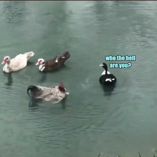 Chicken vs Duck