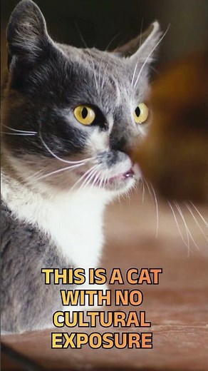 Your cat has never heard jazz 🐱🎷 (12 HOUR LIVE STREAM)