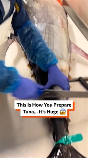 This Is How You Prepare Tuna... It's HUGE 😱 🐟 #TunaBreakdown #GiantTuna #BluefinTuna