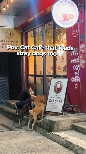 Cat Cafe That Feeds Stray Cats and Dogs — Support Their Mission