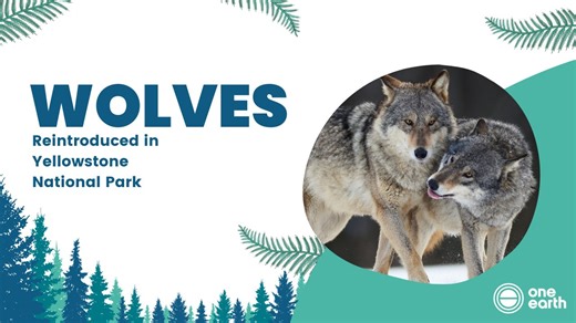 In 1995, 14 wolves were reintroduced into Yellowstone National Park after being eradicated. Scientists celebrate it as one of the most successful rewilding stories ever! 🐺 #LoboWeek #NatureConservation #Wolves #Yellowstone #Rewilding | One Earth