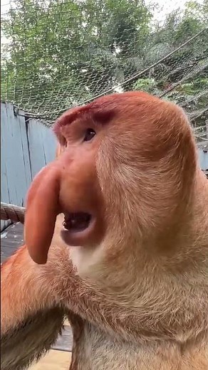 Fascinating Proboscis Monkey with Long Nose Sounds Like Human—An Unbelievable Encounter
