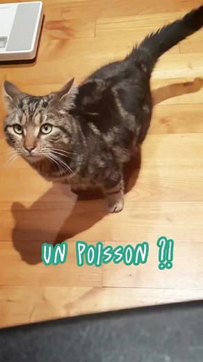 Répondre à @florianflofreeddy - Miam miam le poisson