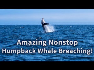 Experience Incredible Humpback Whale Watching: Monterey Bay, California!