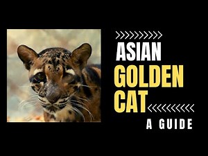 Asian golden cat facts