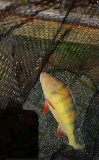 primitive fishing methods #creatorsearchinsights #angeln #raubfisch #fishinglife #perch