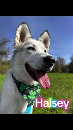 SMASh (@smash76063)’s videos with Irish Jig Diddle Leprechaun Fiddle - Viral Sound Empire