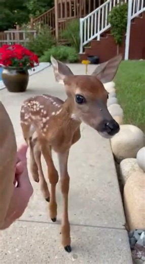 Baby Deer Rescued From a Backyard Pool Just in Time 🦌💙 #shorts