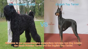Black Russian Terrier vs. English Toy Terrier: A Comprehensive Breed Comparison