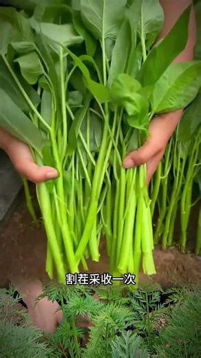 Cultivate Fresh Water Spinach at Home